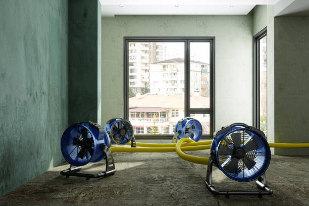 Best Local water damage restoration  in Quinebaug, CT
